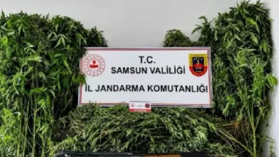 Samsun’da evin bahçesinden 756 kök kenevir çıktı