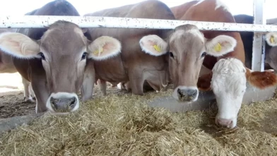 Tanımlanmamış hayvanlar için yeni uygulama