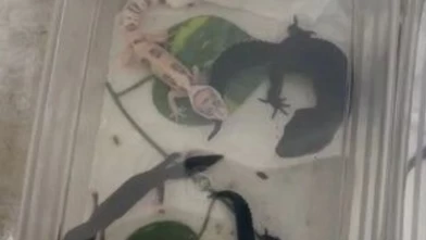 Yasa dışı hayvan ticaretine darbe! Evden 134 canlı çıktı