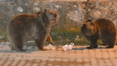 Kars’ta bozayılar mahalleye indi! Çöp konteynerlerini devirdiler