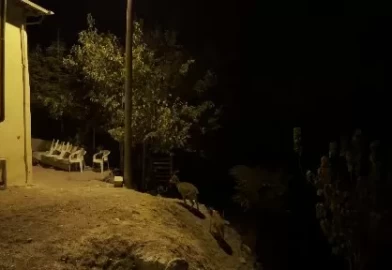 Dağ keçileri evlerin arasında yiyecek ararken görüntülendi