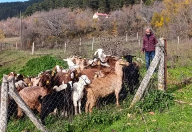 Dronla kayıp sürü bulundu: 30 hayvan 1 günde kurtarıldı!