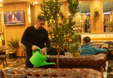 Kafe'de yetiştirilen mandalina ağaçları, müşterileri büyülüyor!