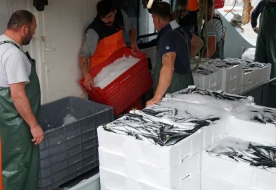 Tekirdağ’da balıkçıların ağı doldu! Lodos sonrası limana dönen balıkçılar yüzleri güldürdü