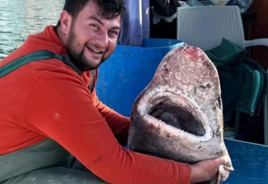 Yalova'da balıkçılar 4 metrelik köpek balığı yakaladı