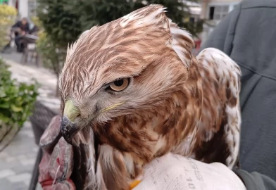 Amasya'da yaralı bulundu!