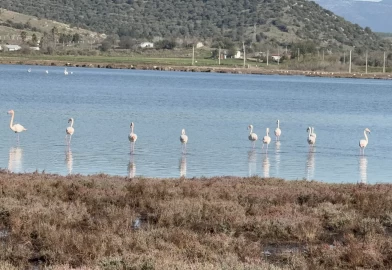 Tuzla Sulak Alanı'nda flamingo şöleni