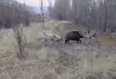Muş'ta yaban domuzu ile çoban köpeklerinin kovalamacası!