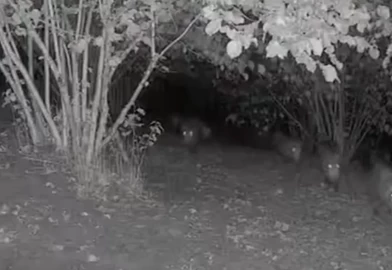 Düzce’de ayı ve domuz sürüsünün bahçe ziyareti kamerada