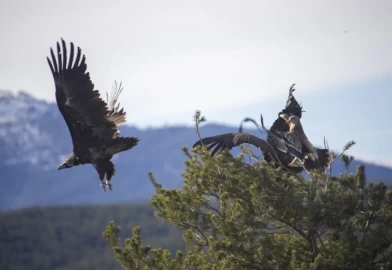 Türkiye’de ender görülen manzara! Dört akbaba türü aynı alanda görüntülendi