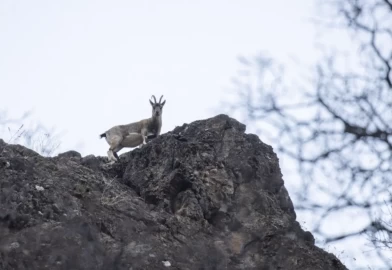 Tunceli'de kar sonrası yaban keçileri vadiye indi