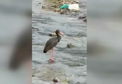 Türkiye'de nadir görülen kuş: Kara Leylek