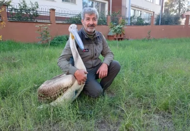 Yaralı pelikanın duygulandıran hikâyesi