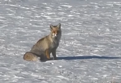 Karlı doğada kızıl tilki ile nadir görülen paçalı şahin görüntülendi