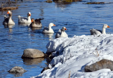 Sarıkamış’ta kartpostallık görüntü: Kazlar buzlu derede yüzdü!