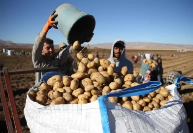 Bitlis'te patates hasadı tüm hızıyla devam ediyor: Doğu'nun tarım merkezi faaliyette!
