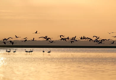 Karun Gölü'nde flamingolar görsel şölen oluşturdu