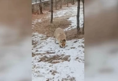 Okul bahçesine tilki girdi! Yiyecek ararken görüntülendi