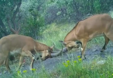 Çorum'da kavga eden dağ keçileri fotokapanla görüntülendi