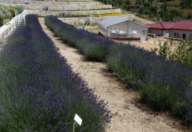 Türkiye’nin en zengin genetik kaynak merkezi Eskişehir’de