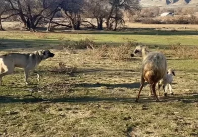 Anne koyunun yavrusunu köpekten böyle korudu
