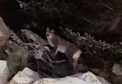 Çankırı'da yiyecek arayan vaşak kamerada!