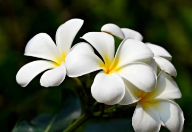 Plumeria (fitne çiçeği) bakım rehberi
