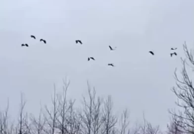 Sakarya'da leylek sürüsü mola verdi: İşte doğanın güzelliği...