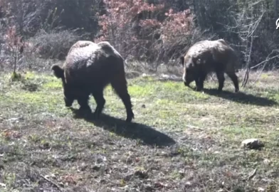 Fotokapana yakalandılar... Karabük'te doğal yaşam böyle görüntülend!