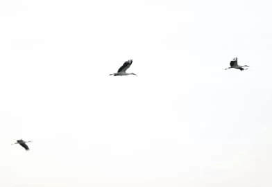 Leyleklerin göçü başladı: Yeni mola rotası Vize!