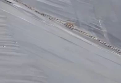 Şanlıurfa'da çakalın kurtuluş mücadelesi: Yapay gölete düşen çakal merdivenle kurtarıldı