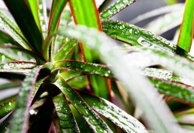 Marginata çiçeği bakımı ve püf noktaları