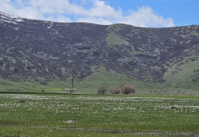 Muş Ovası'ndaki çiğdemler renk cümbüşüyle göz kamaştırıyor