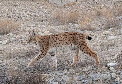 Ormanın hayaleti kayıtlara geçti: Kırıkkale'de vaşak ve kurt sürüleri fotokapana takıldı