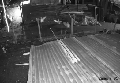 Kurt, Darende'de kazı avladı! O anlar kamerada!