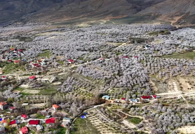 Malatya beyaza büründü: 2 milyon kayısı ağacı aynı anda çiçek açtı!