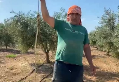 Serik'te 'yılanı ben öldürdüm' videosu başını yaktı: 22 bin liralık cezaya itiraz etti