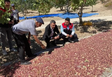 Denizli’de Antep fıstığı hasadı başladı!