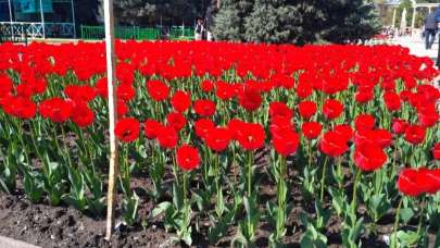 Kırgızistan’ın başkenti Bişkek lalelerle süslendi