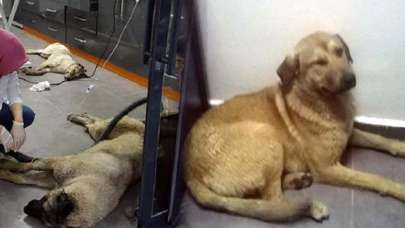 Özel ekip çalışma başlattı! Caniler yakalanıyor