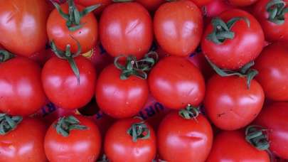 Domateste hedef 1 milyar dolarlık ihracat