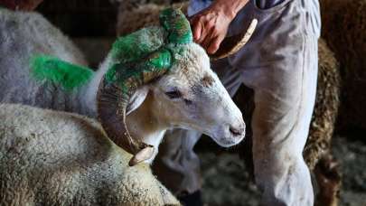 Sokakta kurban kesen bu cezayı ödeyecek