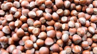 Üreticilere 'emanete fındık vermeyin' uyarısı