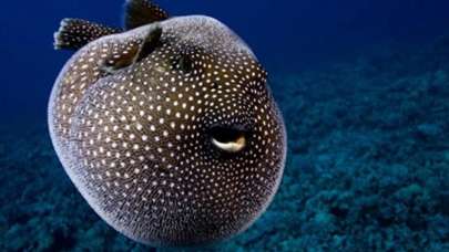 Akdeniz'de tehlike! Çocuğun parmağını kopardı