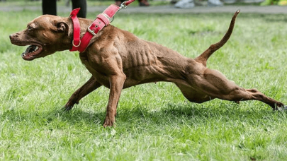 Pitbull çalan şahsa rekor ceza!