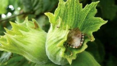 Karadeniz'in başına bela oldu: Öldürün...