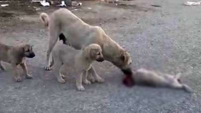 Şahit olan herkes öylece bakakaldı