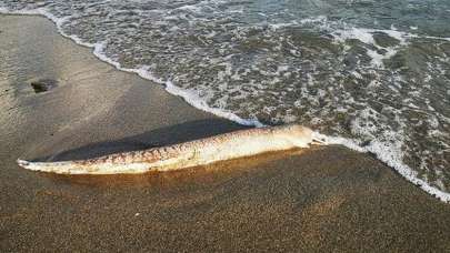 O ilimizde kıyıya vurdu! Tam 9 kilo