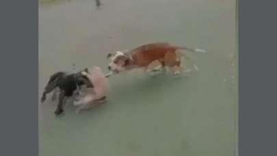 Maltepe’de dehşeti! Hayvanseverler ayaklandı