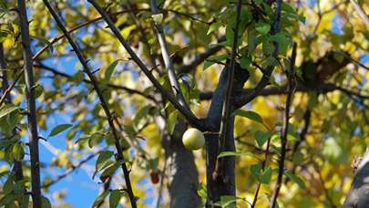 Görenler hayrete düştü! Meyve verdi